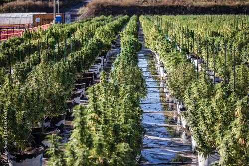 Cannabis Farm  photo