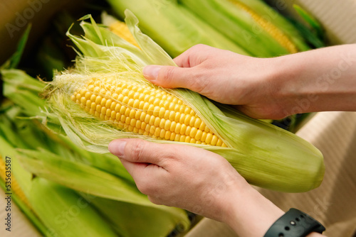 Woman's hands clean corn cob. Farmer holding corn cobs harvest in hands in corn field. A close up of woman hands holds a corn. Selective focus. 