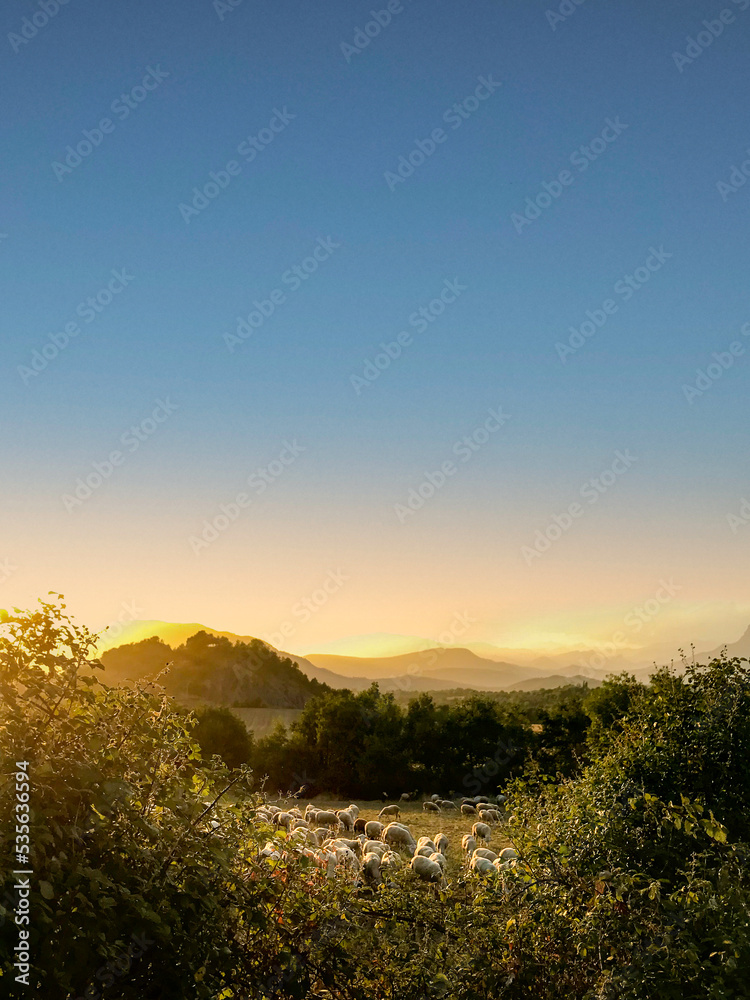 Flock of sheep grazing at sunset in the Aragonese Pyrenees.