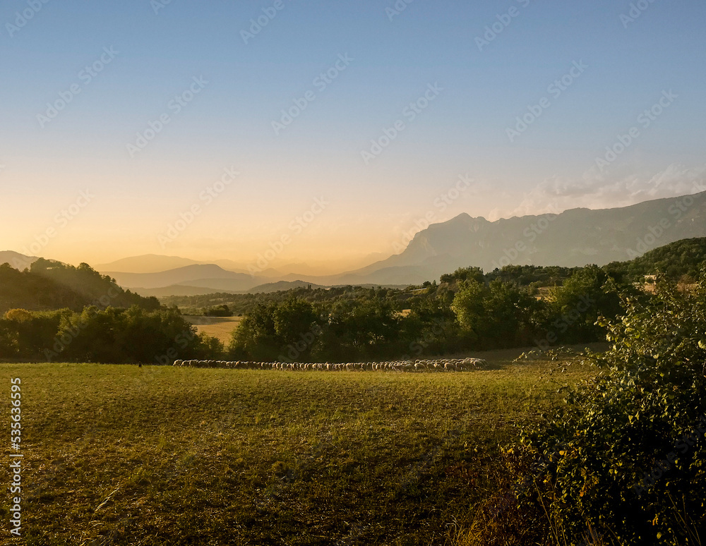 Obraz premium Flock of sheep grazing at sunset in the Aragonese Pyrenees.