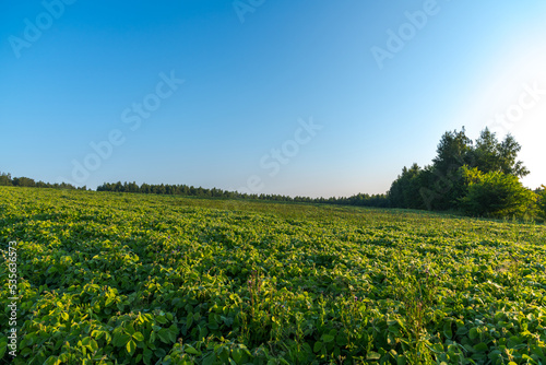 Side view of soybean (Glycine max) agricultural field with green leaves at sunrise. Clear blue sky. Selective focus. Beauty in nature theme.