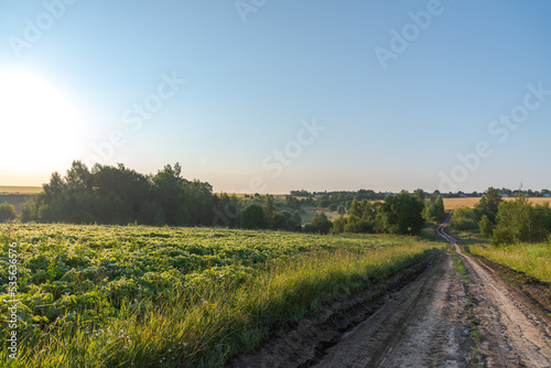 Fototapeta Naklejka Na Ścianę i Meble -  Dirty country road by soybean (Glycine max) agricultural field with green leaves at sunrise. Clear blue sky. Selective focus. Beauty in nature theme.