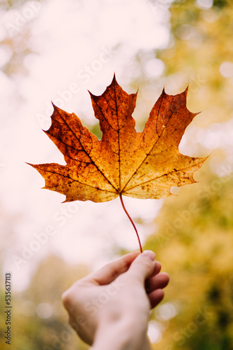 red maple  leaf in hand in forest