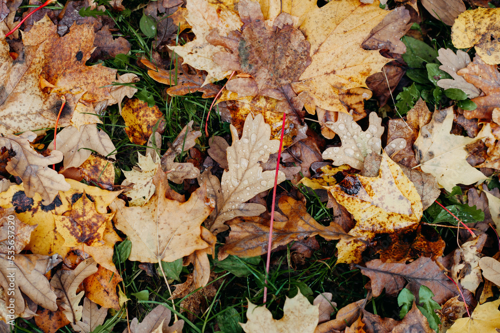 fallen leaves on the ground