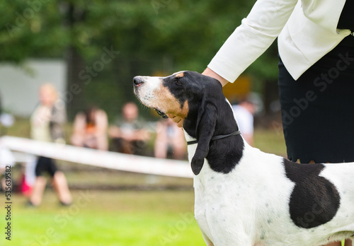 bernese Hound at a dog show portrait photo