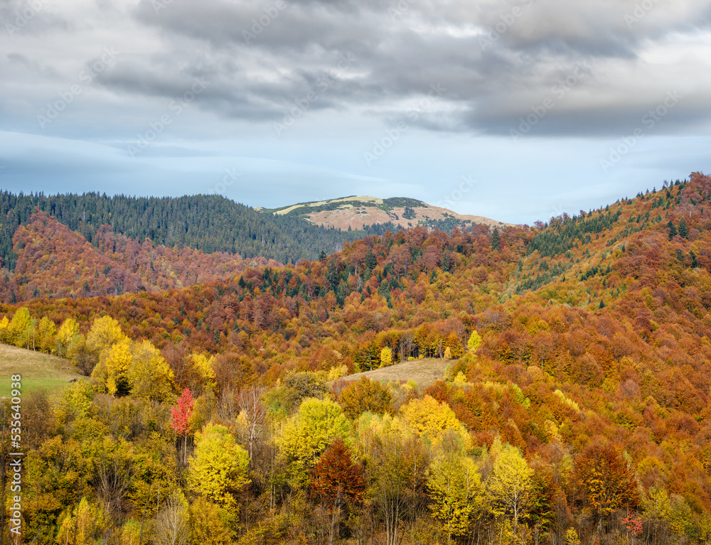 Autumn morning Carpathian Mountains calm picturesque scene, Ukraine. Peaceful traveling, seasonal, nature and countryside beauty concept scene.