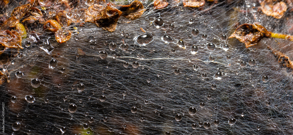 Macro photo of Ermine moth larval web in a bush. Macro photo of Ermine moth larval web in a bush.