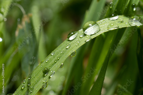 Big water droplets on a grass leaf.