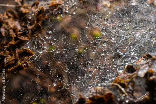 Macro photo of Ermine moth larval web in a bush.