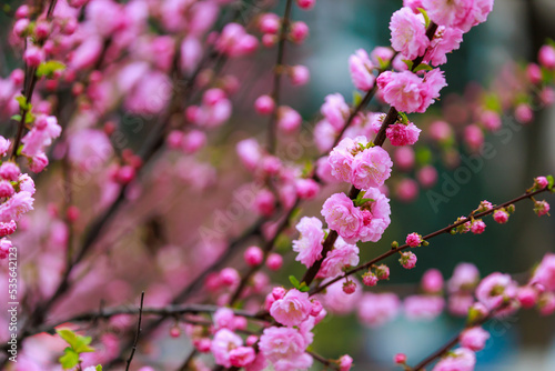 Flowers on a branch of sakura tree with selective focus on a blurred background. Defocused backdrop copy space