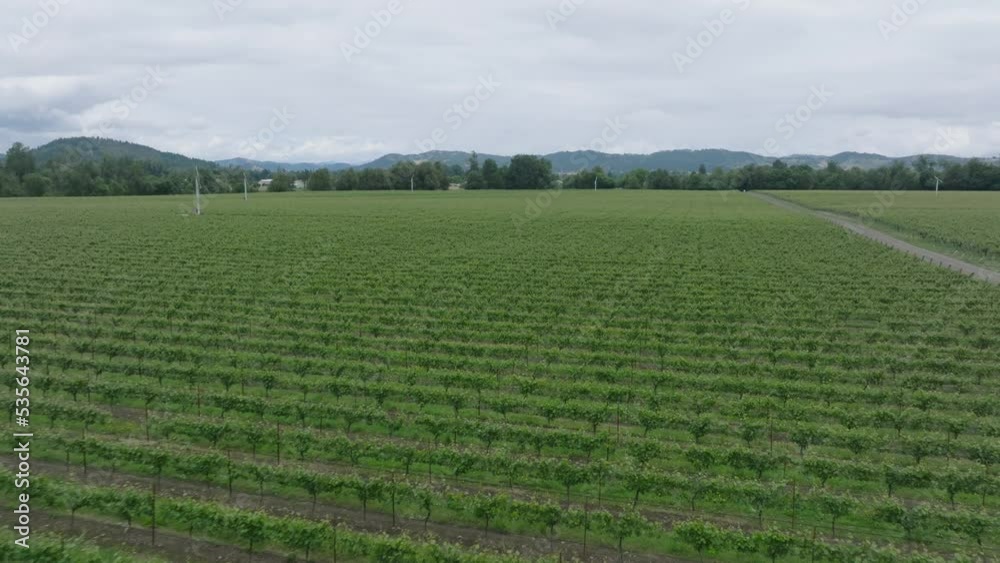 Sweeping drone shot of a green vineyard in Southern Oregon.