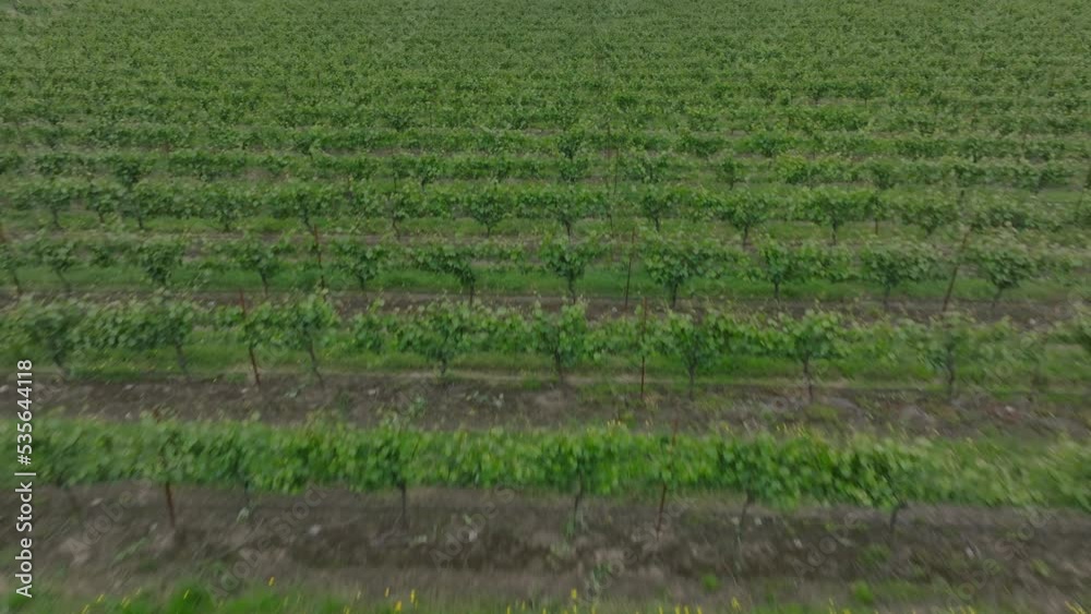 Sweeping drone shot of a green vineyard in Southern Oregon. Sweeping drone shot of a green vineyard in Southern Oregon.