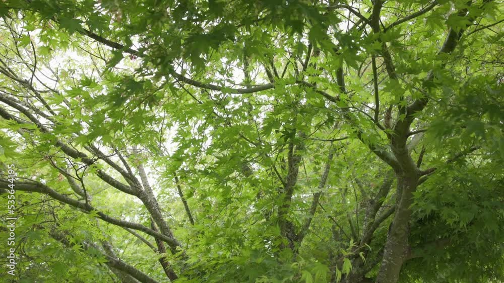 Panning shot revealing a tree in a beautiful, green forest.