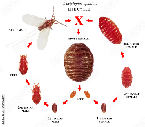 Opuntia cochineal scale, Dactylopius opuntiae (Hemiptera: Dactylopiidae) is a scale insect, from which the natural dye carmine is derived. Stages development isolated on a white background photo