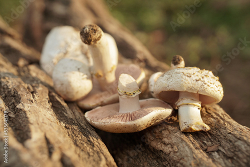 poisonous mushrooms lie on the bark of a tree. dangerous food. mushroom growing. warm light. The yellow-stainer, Agaricus xanthodermus.