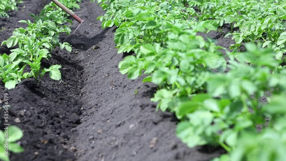 A farmer is working with a hoe in a potato field on a hot sunny day. Close-up of a hoe plowing the ground around a potato bush.Agricultural work in the garden.The concept of horticulture and ecology A farmer is working with a hoe in a potato field on a hot sunny day. Close-up of a hoe plowing the ground around a potato bush.Agricultural work in the garden.The concept of horticulture and ecology