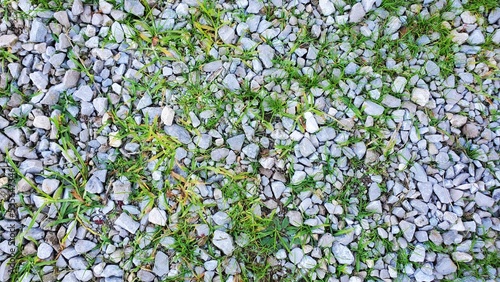 grass and weeds background growing thru gravel