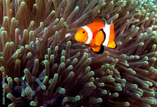 False clown anemonefish on anemone Boracay Island Philippines
