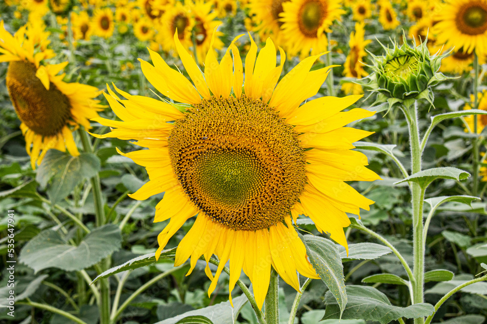 Naklejka premium Sunflower in a sunflower field. Large yellow sunflower flower with green leaves on the trunk under the bright sun. Beautiful Natural Wallpaper. Summer nature.