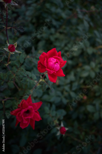 Red knock out rose bush 