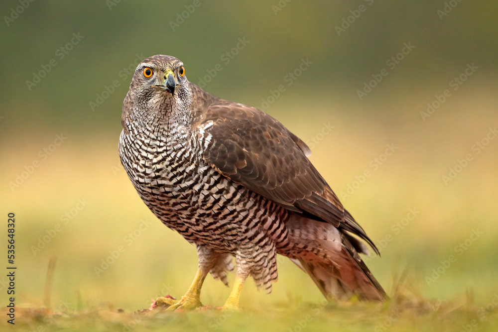 Jastrząb (Acipiter gentilis) Jastrząb (Acipiter gentilis)