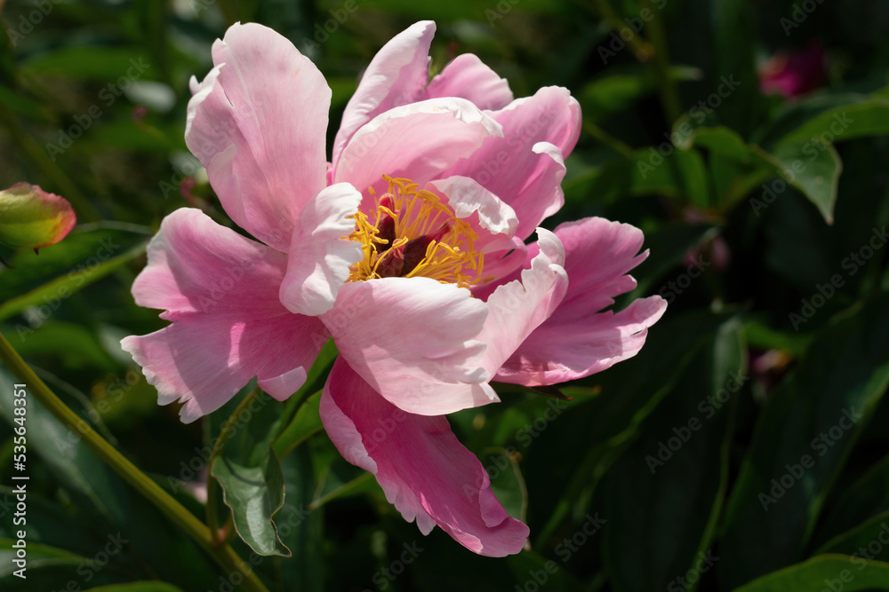 A blossoming single bright pink terry peony on the blurry green leaves background A blossoming single bright pink terry peony on the blurry green leaves background