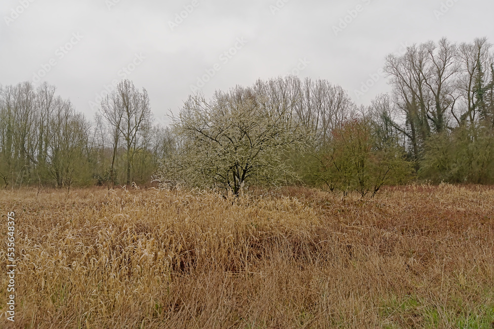 Field with reed and bare trees on a cloudy rainy autumn day in the Wallonian countryside near Mons
Field with reed and bare trees on a cloudy rainy autumn day in the Wallonian countryside near Mons