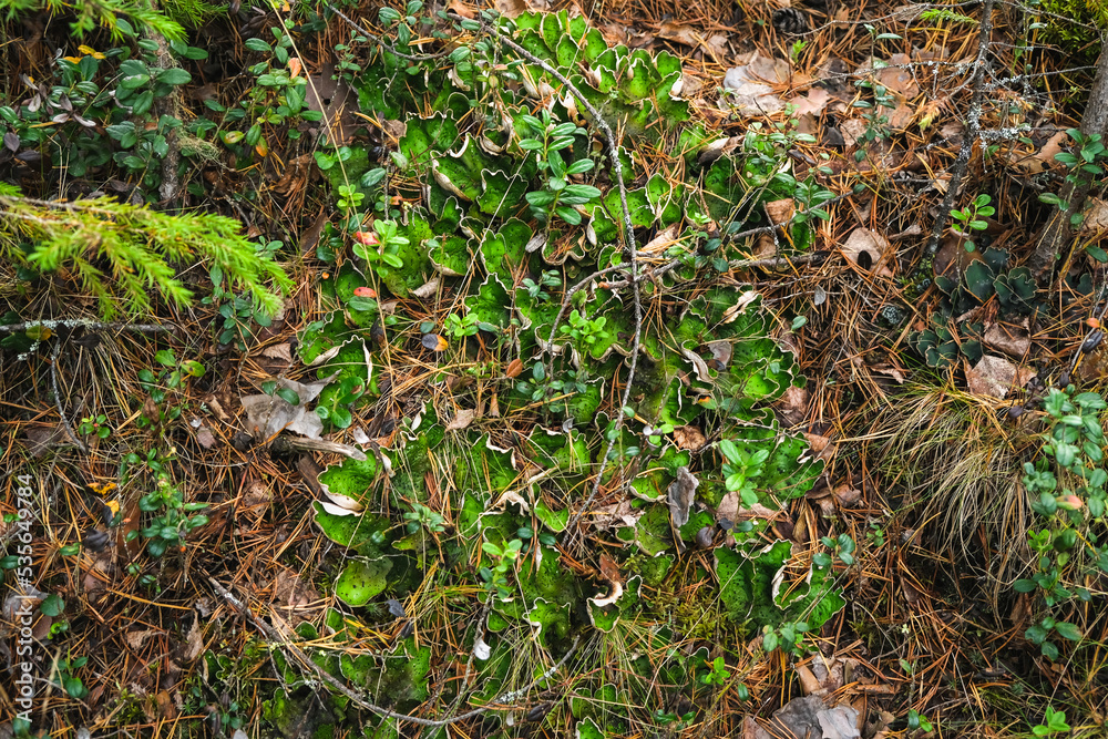 peltigera aphthosa growing in the forest. peltigera aphthosa growing among moss. peltigera aphthosa close-up. peltigera aphthosa growing in the forest. peltigera aphthosa growing among moss. peltigera aphthosa close-up.