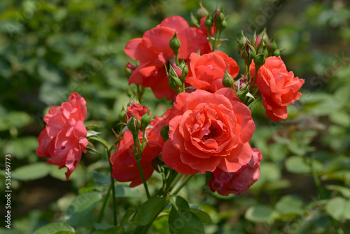 花笠 バラの花