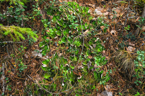 peltigera aphthosa growing in the forest. peltigera aphthosa growing among moss. peltigera aphthosa close-up. photo