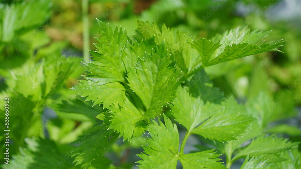 celery plants that planted on the plantation and it looks like it will be harvested soon, the leaves are green and look fresh - organic vegetable plantation celery plants that planted on the plantation and it looks like it will be harvested soon, the leaves are green and look fresh - organic vegetable plantation