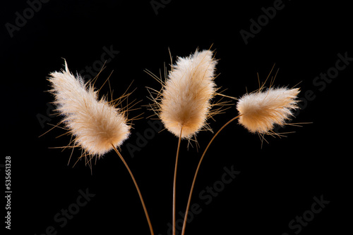 Closeup of hare tail grass - also known as pussy tail grass - on black background