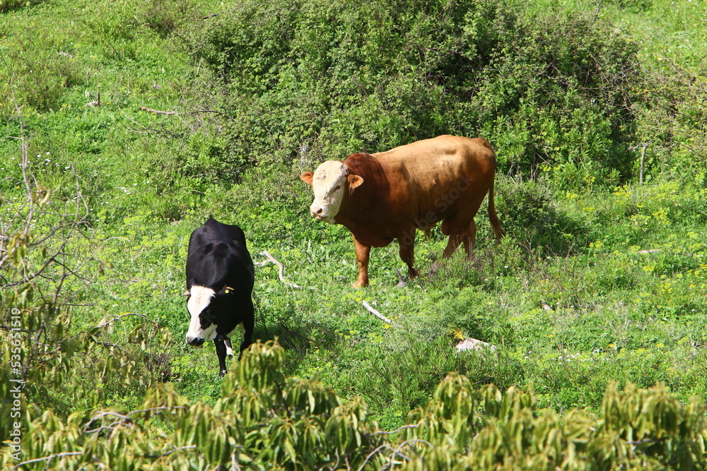 A herd of cows graze in a forest clearing in northern Israel. A herd of cows graze in a forest clearing in northern Israel.