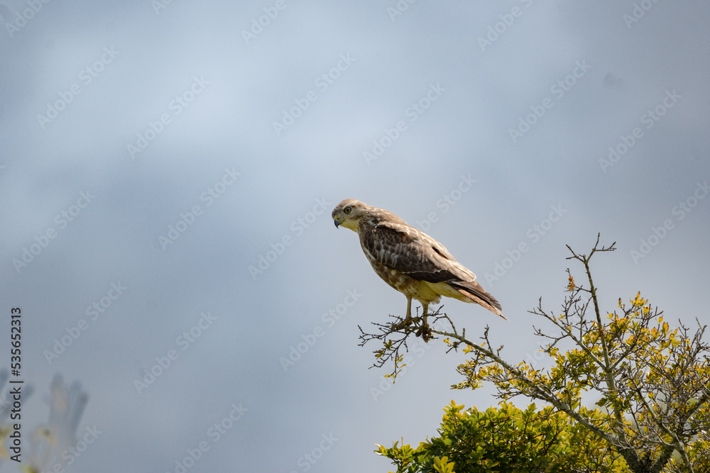 Fototapeta premium Forest Buzzard taking flight