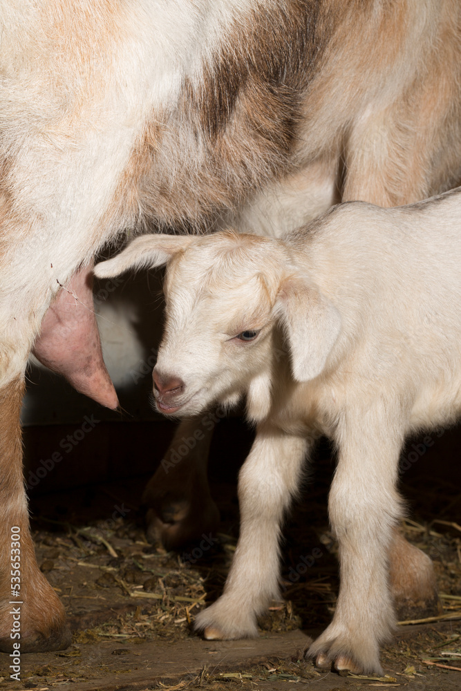 Alpine Goat Dairy Animal. Motherhood, the relationship between a mother and a newborn baby goat. Alpine Goat Dairy Animal. Motherhood, the relationship between a mother and a newborn baby goat.
