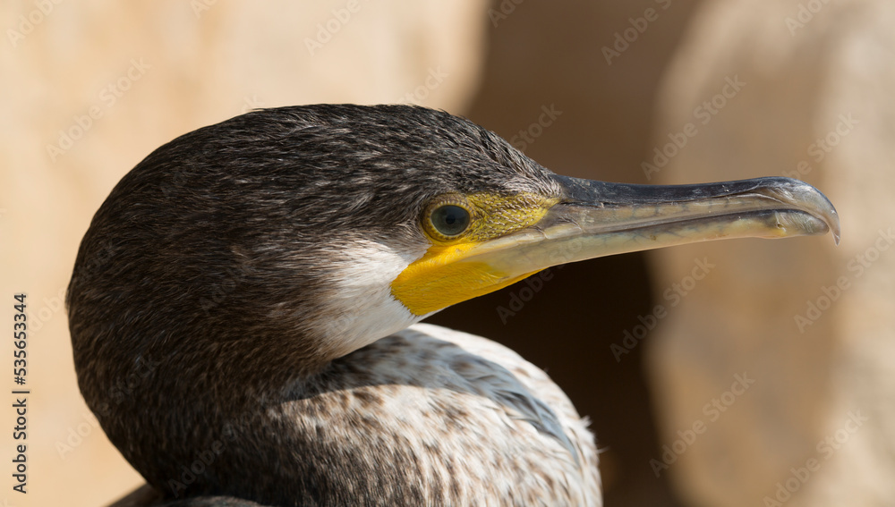 Great Cormorant (Phalacrocorax carbo). Black Sea fauna. Waterfowl close-up. Great Cormorant (Phalacrocorax carbo). Black Sea fauna. Waterfowl close-up.