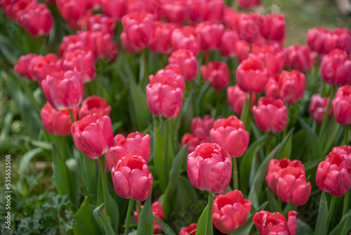 Pink Tulips in garden 