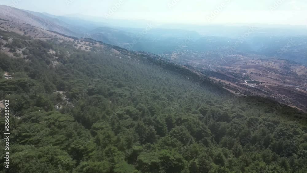 Trees of Al Shouf Cedar Nature Reserve Barouk in mount Lebanon Middle east Trees of Al Shouf Cedar Nature Reserve Barouk in mount Lebanon Middle east