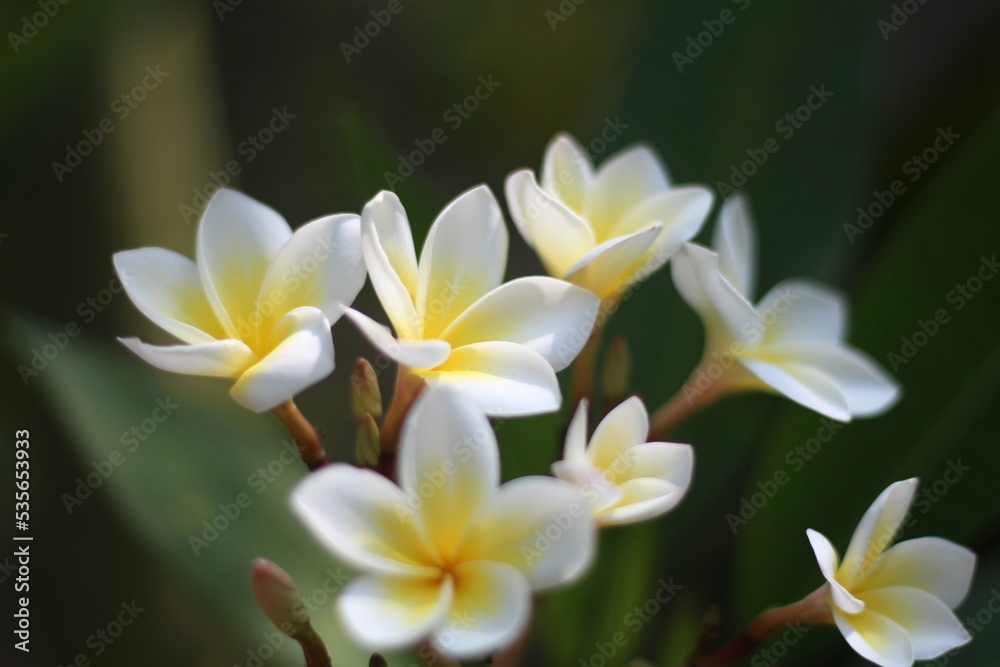 white frangipani flower white frangipani flower