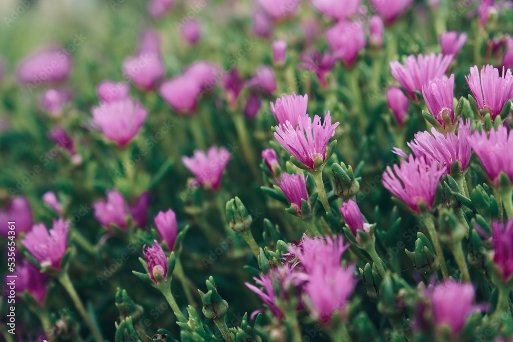 Fototapeta premium pink flowers in the field