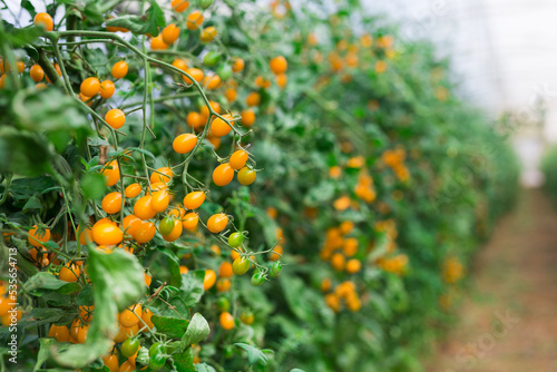 Yellow tomatoes grow on branches in farm greenhouse closeup