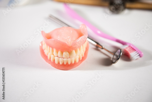 Model of teeth and gums of a dentist.