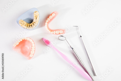 Model of teeth and gums of a dentist.