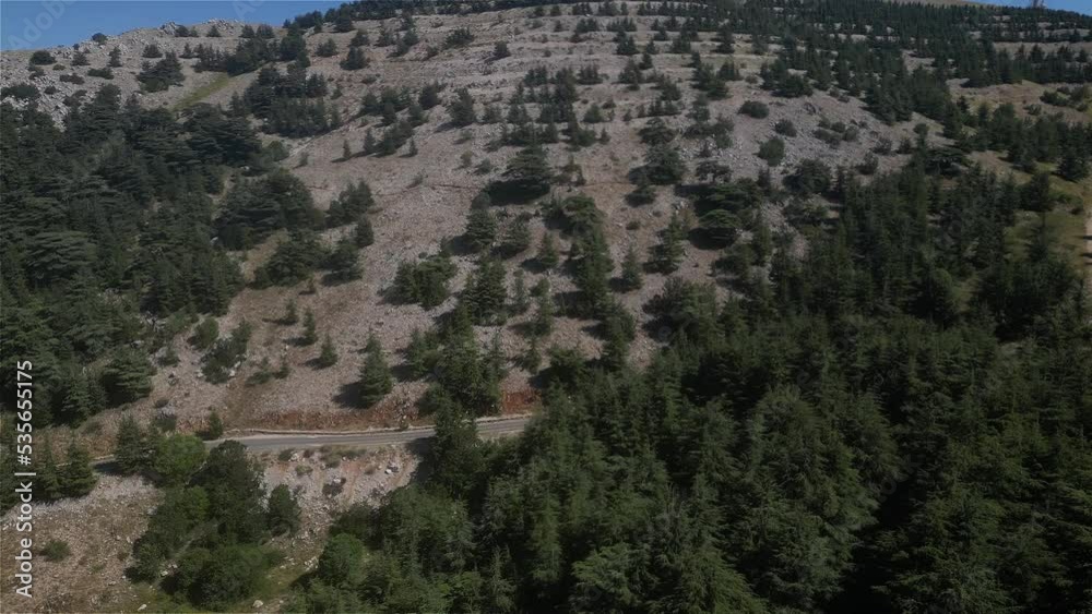 Cedar forest at a Lebanon mountain reserve Cedar forest at a Lebanon mountain reserve