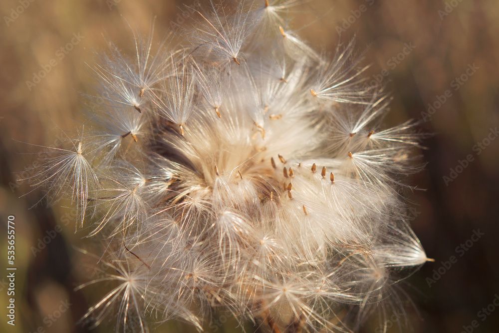 Fototapeta premium close up of thistle fluffy seeds in autumn meadow 