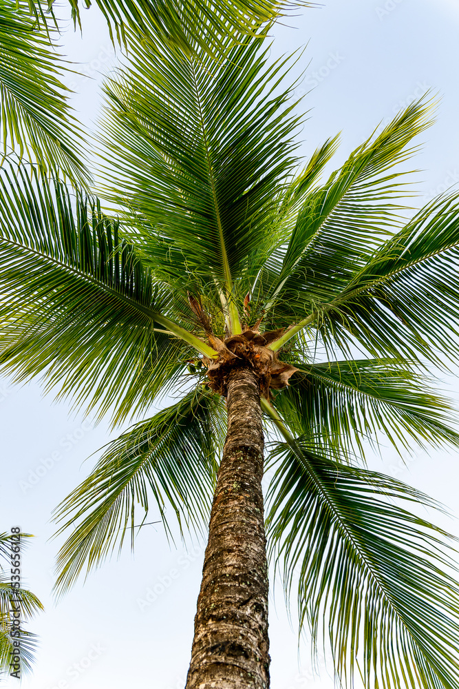 Obraz premium Tropical Plants found on Moorea