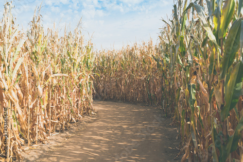 Slika na platnu Dirt path inside of a corn maze, with tall stalks of corn