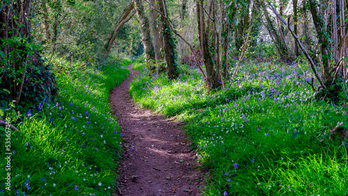Bluebells in a Hampshire wood near Hambledon  South Downs National Park