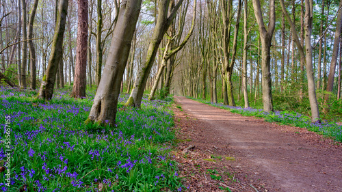 Bluebells in a Hampshire wood near Hinton Ampner, South Downs National Park photo