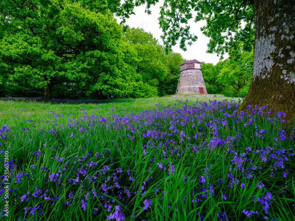 Spring bluebells and East Knoyle Windmill, Wiltshire, UK